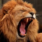 lion-3317670_1280