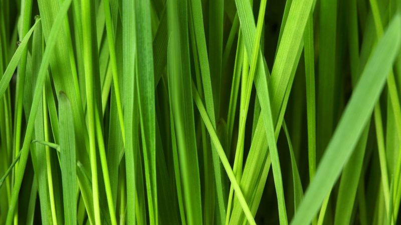 grass darbhe story