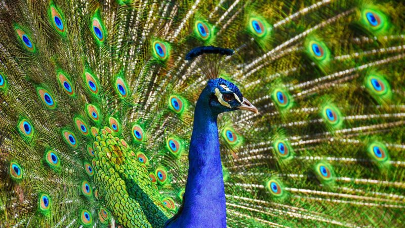 fish peacock story trupti kannada
