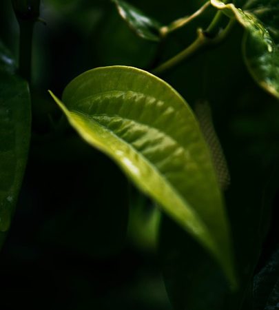 betel leaf kannada vishaya