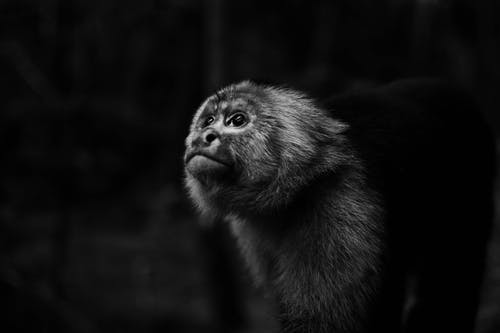 monkey story
